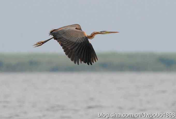 乌梁素海之草鹭鈥斺斈诿晒勰裥校ǘ）