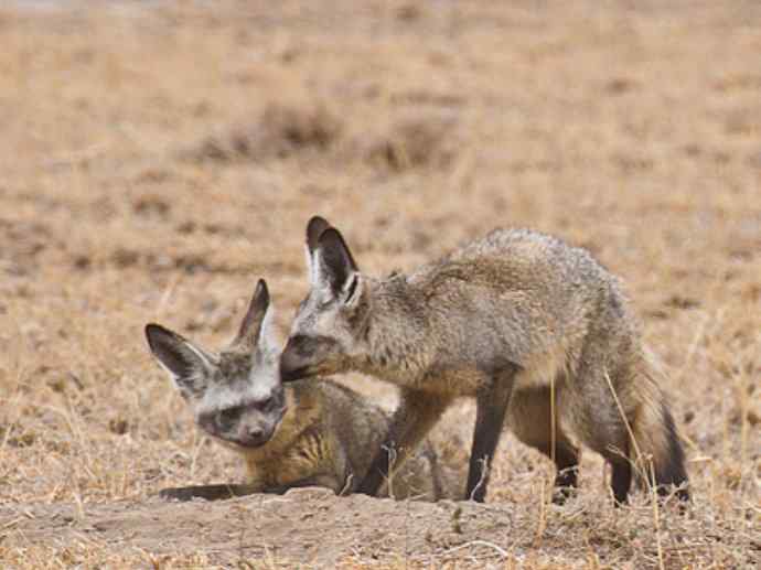 犬科：狐亚科之大耳狐