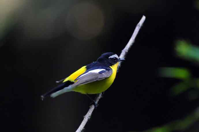 雄性白眉姬鹟（17）