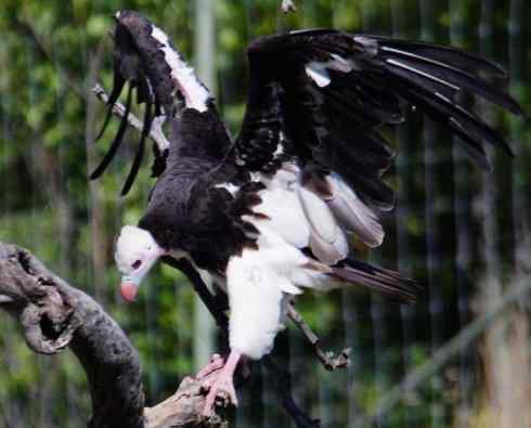 白头鸟系列:另类的美丽12 白头鸟系列:另类的美丽12