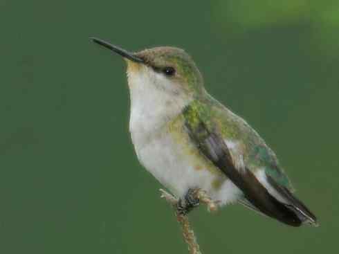 猎奇：奇特的鸟喙之九