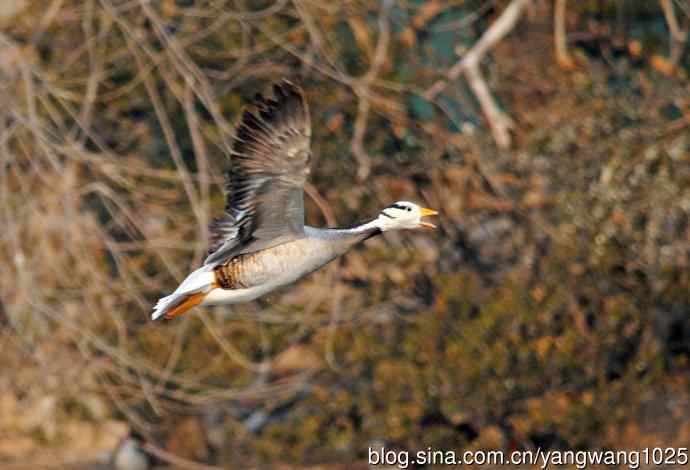 斑头雁(抓拍)11 斑头雁(抓拍)11