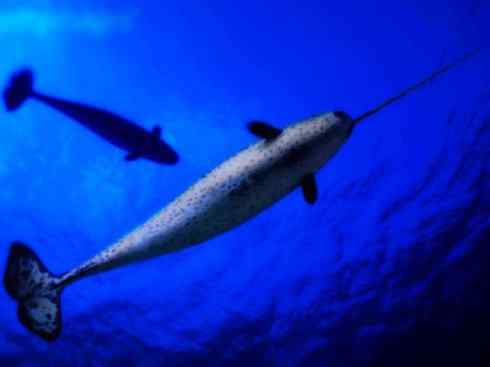 独角兽:传说的兽原型探秘(独角鲸) 独角兽:传说的兽原型探秘(独角鲸)