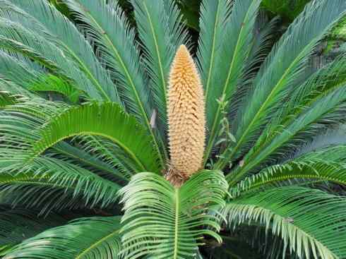 鱼类活化石：月眼鱼