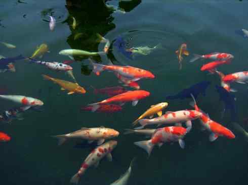 龙:传说的兽原型探秘(鲤鱼) 龙:传说的兽原型探秘(鲤鱼)