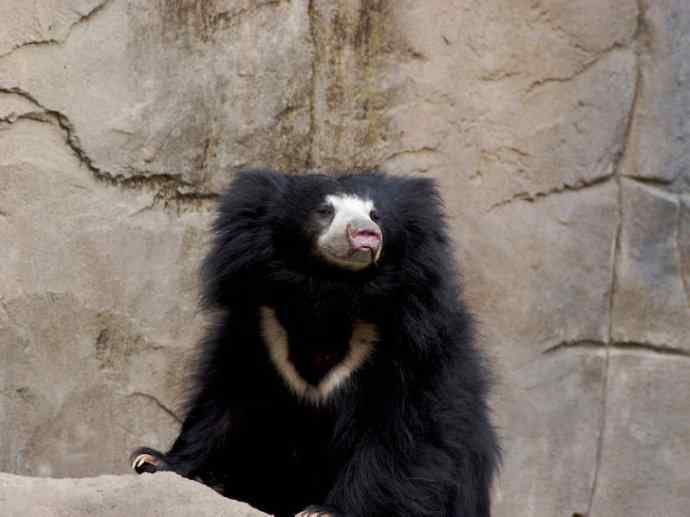 盘点十二大著名食蚁动物：懒熊