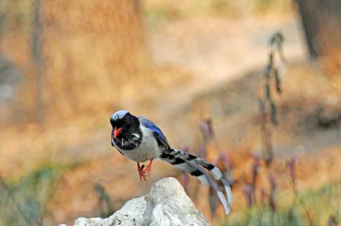 红嘴蓝鹊（11）