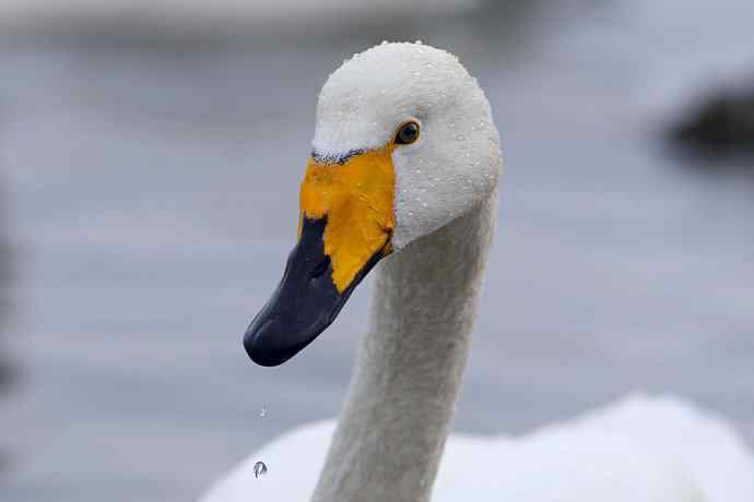 烟墩角拍鸟——再次与大天鹅亲密相处