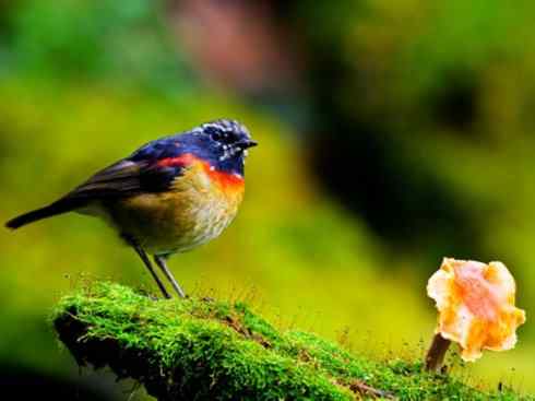 美丽无罪：雀鸟之林鸲