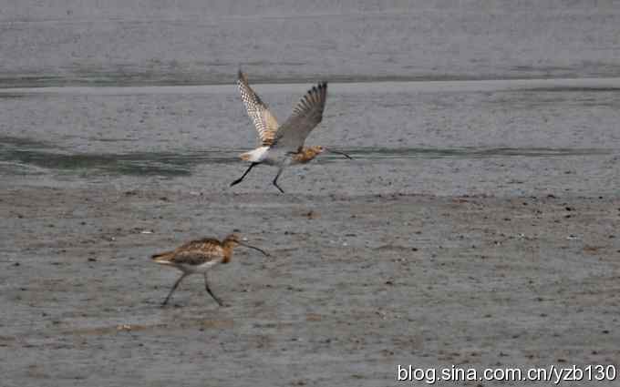 打到一只杓鹬,高兴ing鈥︹Γㄗ橥迹 打到一只杓鹬,高兴ing鈥︹Γㄗ橥迹