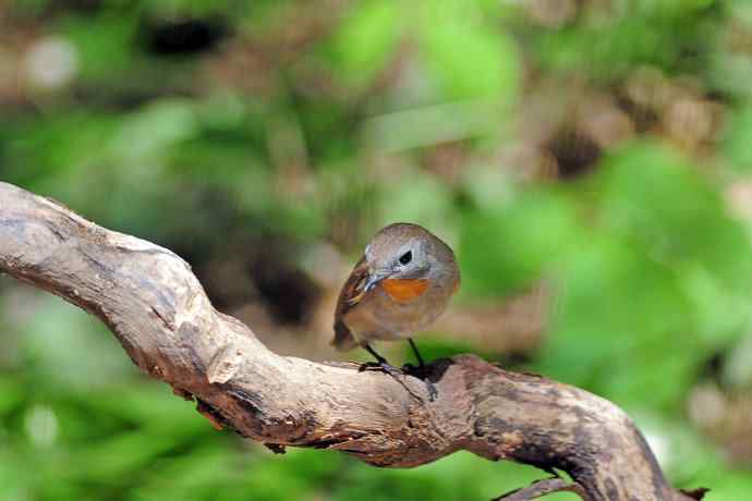 雄性红喉姬鹟（4）