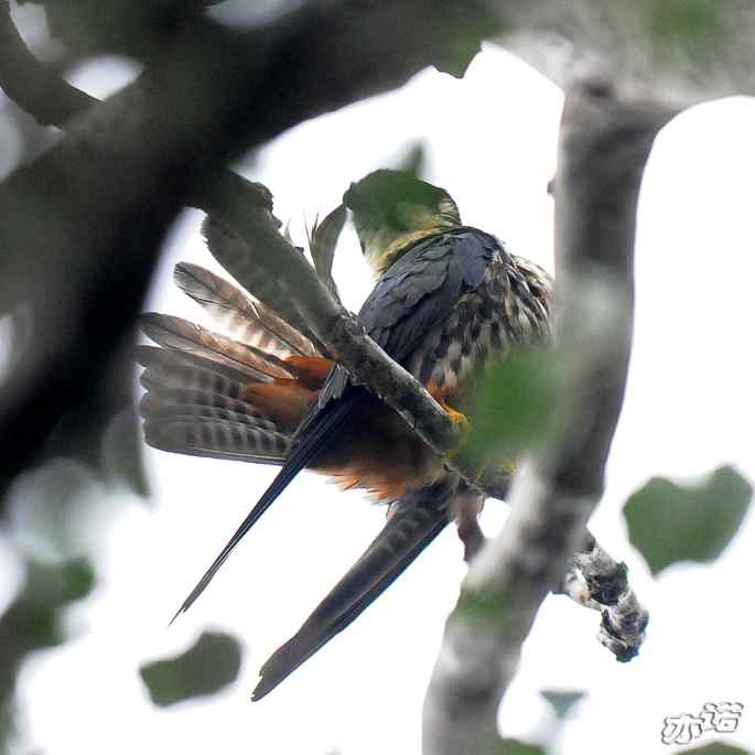 圆明园拍鸟——梳羽的燕隼