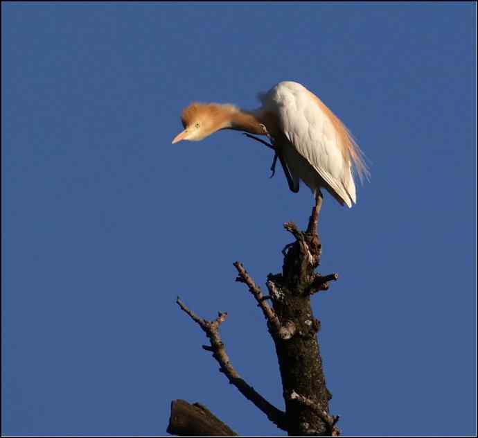 四川西昌鸟类摄影——牛背鹭