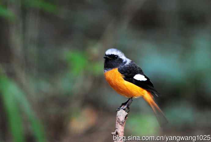 北京天坛公园的鸟类——北红尾鸲