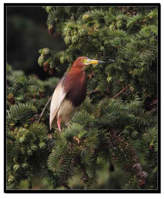 阳山摄鹭之池鹭篇