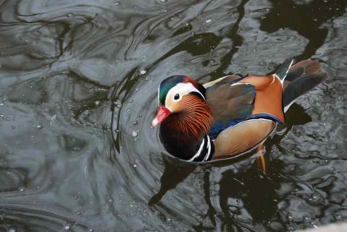 北京动物园的鸟类——鸳鸯