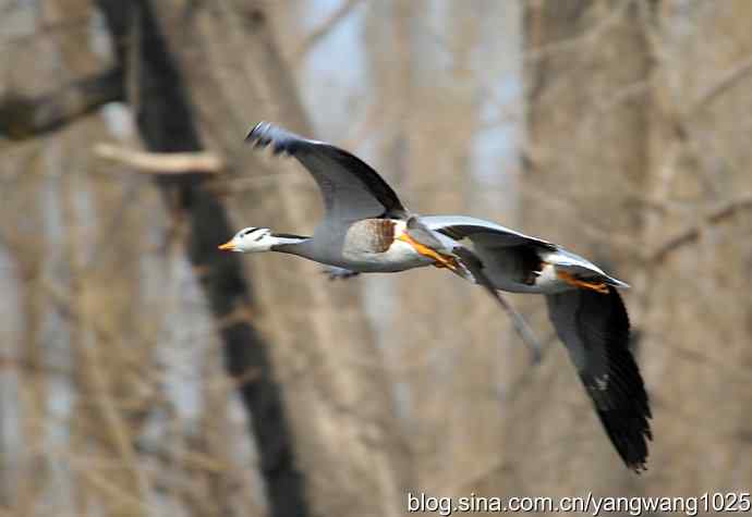 飞(斑头雁) 飞(斑头雁)