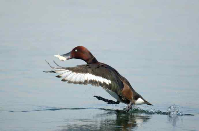 可爱的白眼 可爱的白眼