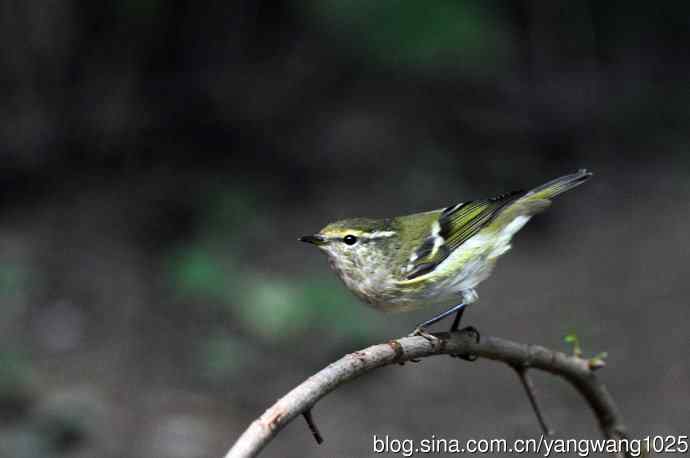 黄眉柳莺(21) 黄眉柳莺(21)