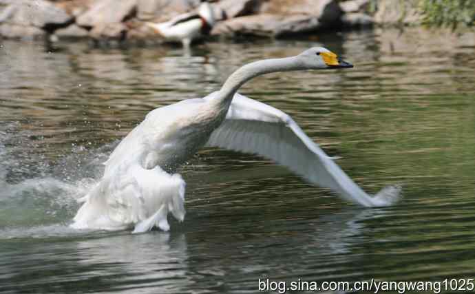 舞（天鹅之舞）