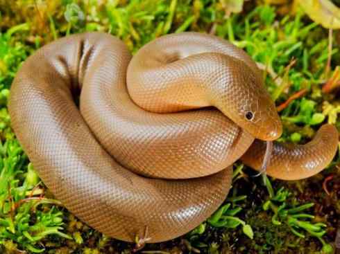 龙：传说的兽原型探秘（树蚺类）