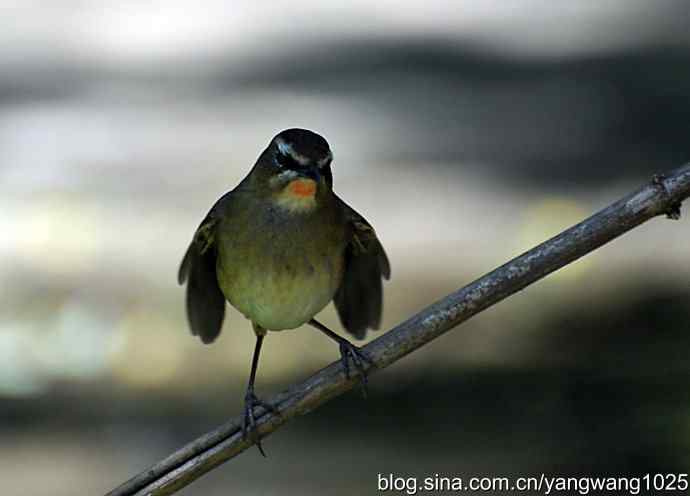 红喉歌鸲（雌性）续1