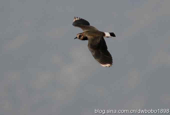 飞翔的凤头麦鸡