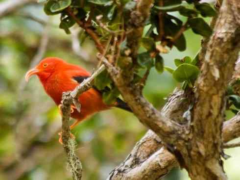 极品红色鸟类：镰嘴管舌鸟