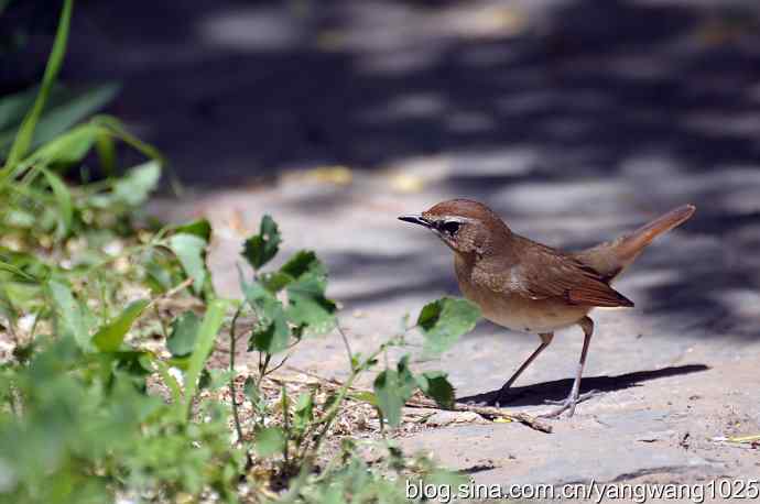 红喉歌鸲（雌性）续1