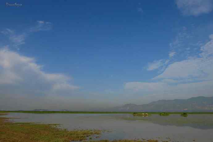 野鸭湖的秋天.翻石鹬 野鸭湖的秋天.翻石鹬
