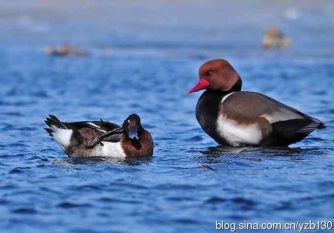 冰之蓝&bull;赤嘴潜鸭&bull;元宵节快乐（组图，15张图片）