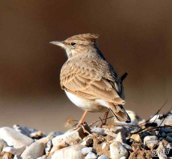 官厅水库拍鸟——凤头百灵和短趾百灵