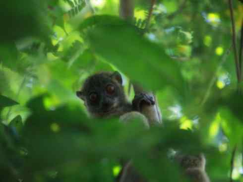 动物世界：山寨还是原创之十五