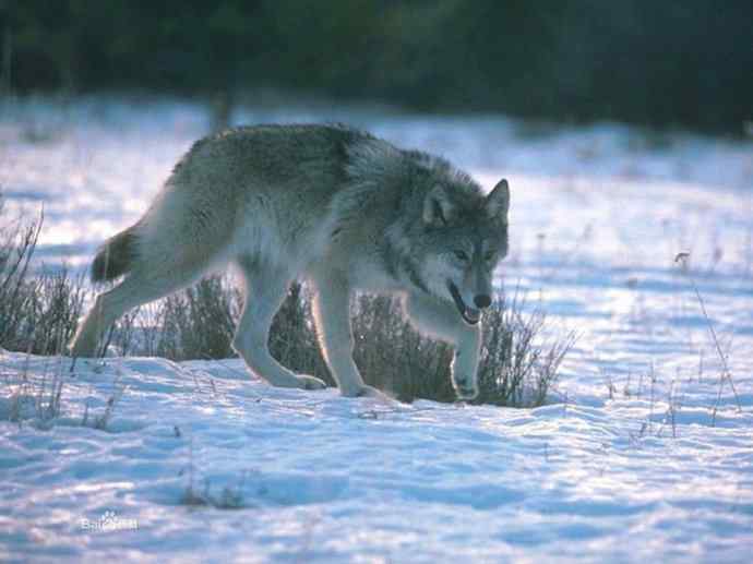 犬科：犬亚科犬属之澳洲野犬、歌唱犬、家犬