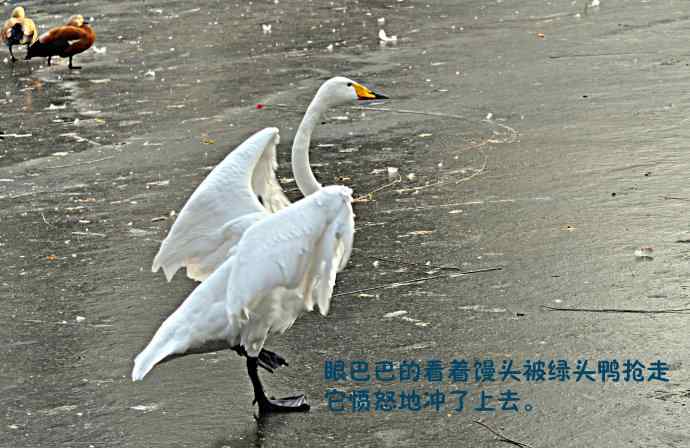 北京动物园的鸟类——天鹅的愤怒与可怜的绿头鸭（纪实）