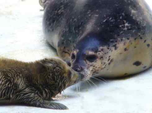 自然奇观：动物大迁徙(鳍足类)