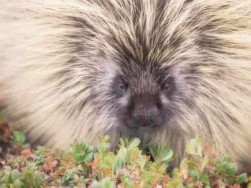 动物世界：山寨还是原创之二