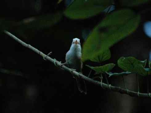 白头鸟系列：另类的美丽3