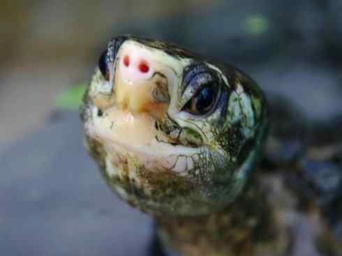 玄武:传说的兽原型探秘(潮龟) 玄武:传说的兽原型探秘(潮龟)