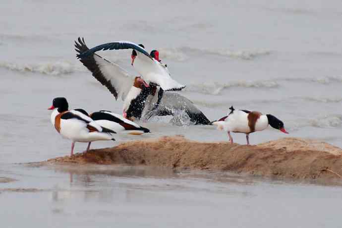 一组争斗的翘鼻麻鸭