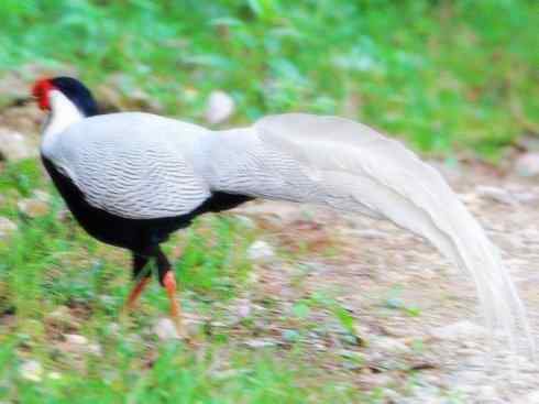 家禽驯化之源之八