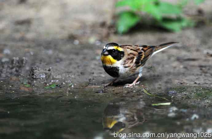 雄性黄喉鹀(3) 雄性黄喉鹀(3)