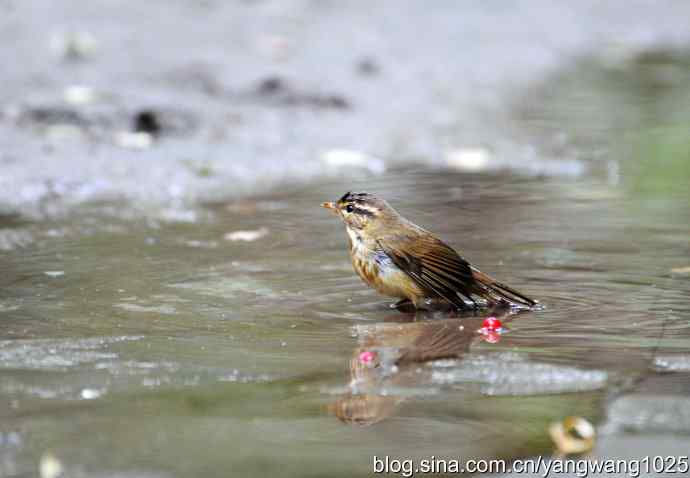 洗浴中的褐柳莺