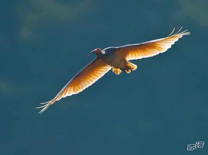 朱鹮&nbsp;wbr路&nbsp;wbr吉祥之鸟