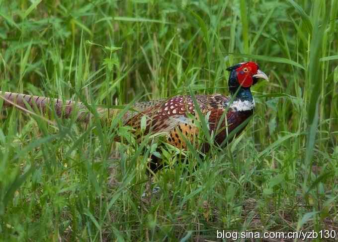闲庭信步环颈稚（组图，21张图片）