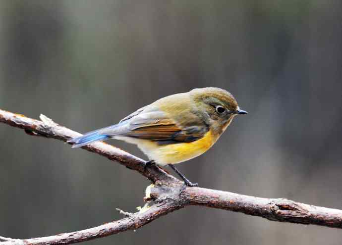 雌性红胁蓝尾鸲（14）