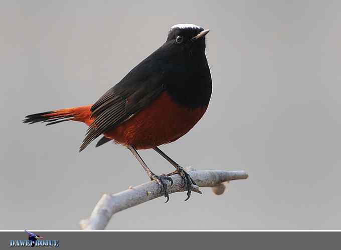 戴贝雷帽の白顶溪鸲