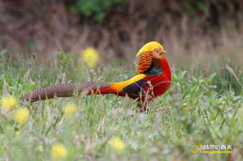 发一组鈥満旄菇跫︹ 发一组鈥満旄菇跫︹