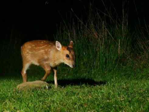 麒麟：传说的兽原型探秘（麂）