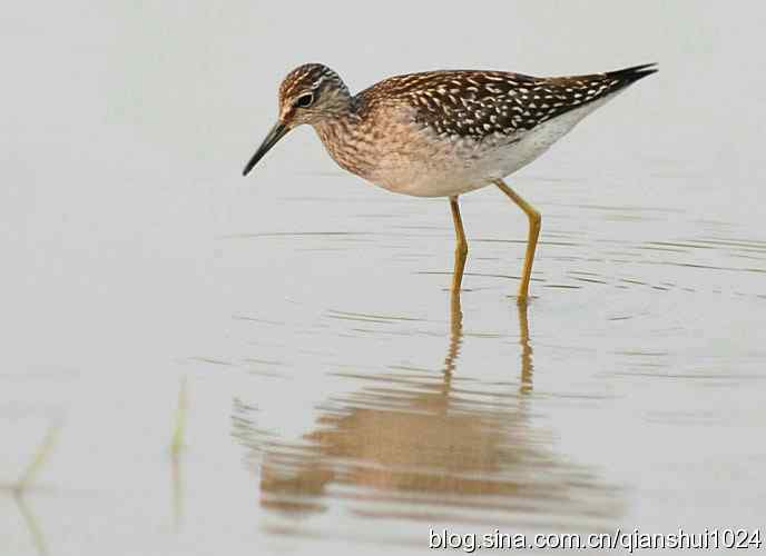 打鸟去.近拍林鹬